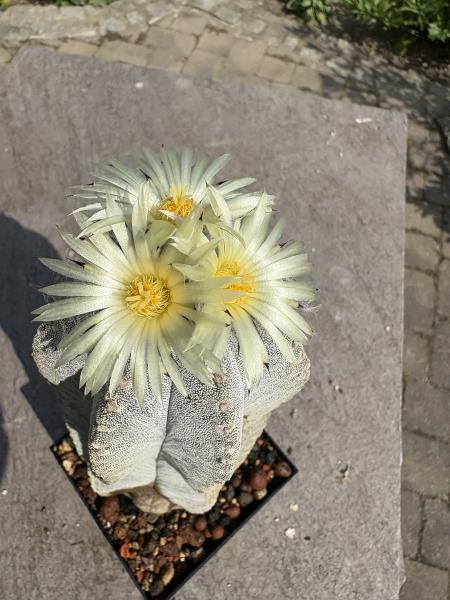 Astrophytum coahuilense